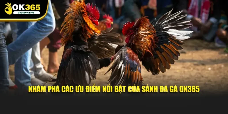 Khám phá các ưu điểm nổi bật của sảnh đá gà OK365