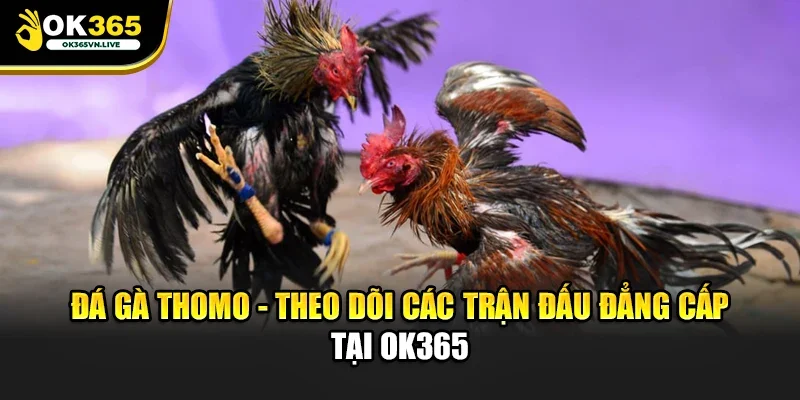 Đá gà thomo