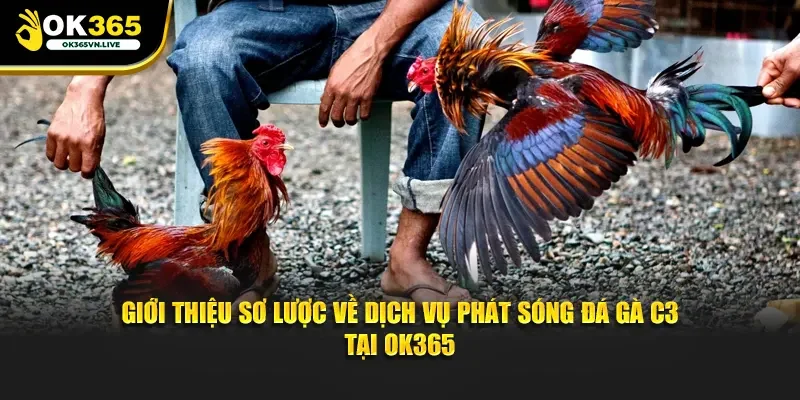 Giới thiệu sơ lược về dịch vụ phát sóng đá gà C3 tại OK365