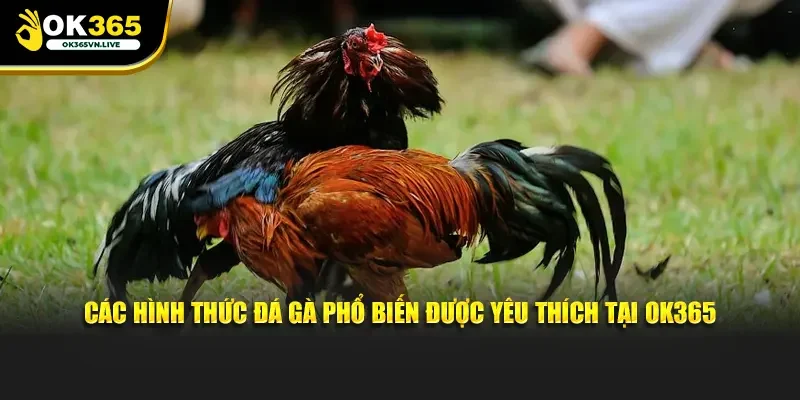 Các hình thức đá gà phổ biến được yêu thích tại OK365