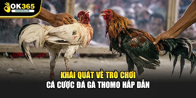 Khái quát về trò chơi cá cược đá gà Thomo hấp dẫn