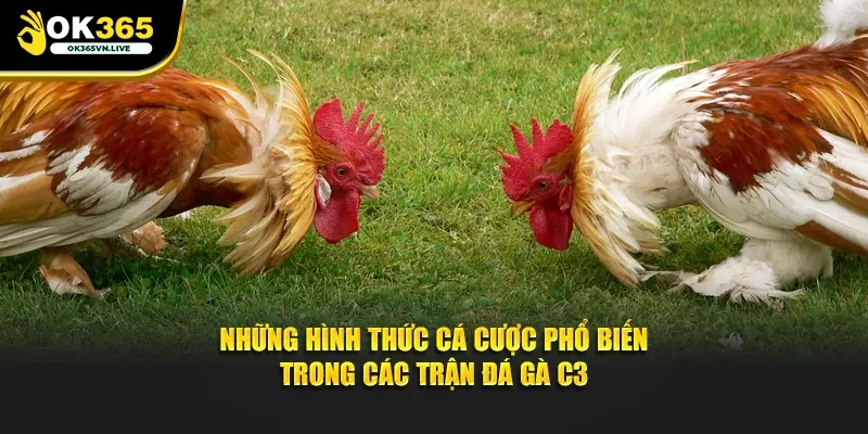 Những hình thức cá cược phổ biến trong các trận đá gà C3