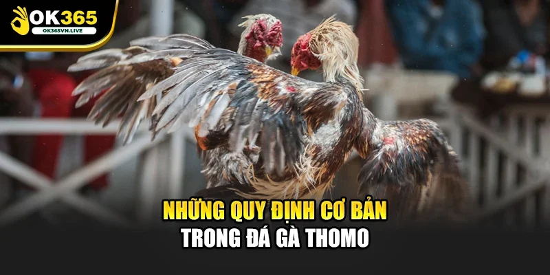 Những quy định cơ bản trong đá gà Thomo