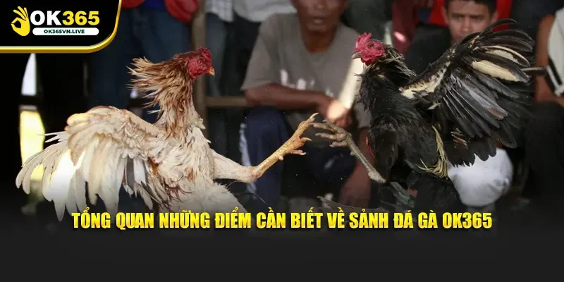 Tổng quan những điểm cần biết về sảnh đá gà OK365