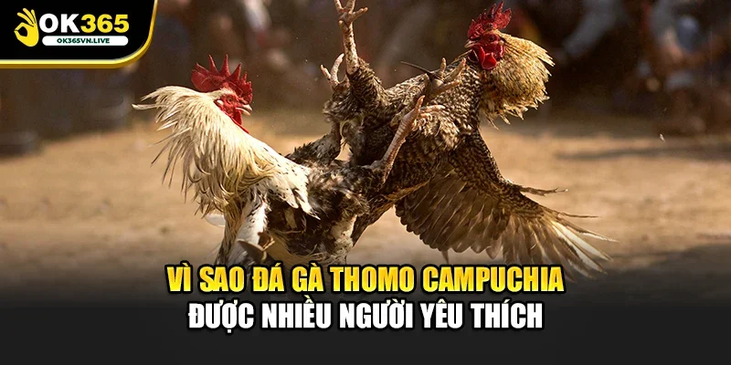 Vì sao đá gà Thomo Campuchia được nhiều người yêu thích