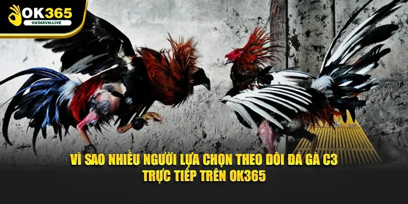 Vì sao nhiều người lựa chọn theo dõi đá gà C3 trên OK365